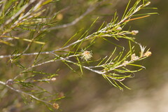 Melaleuca uncinata