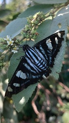 Jemadia menechmus