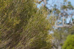 Melaleuca uncinata