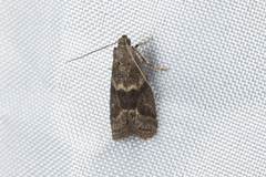 Ectomyelois ceratoniae