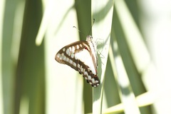Graphium eurypylus