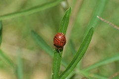Botanochara macularia