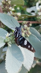 Jemadia menechmus