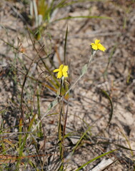 Goodenia robusta