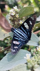 Jemadia menechmus