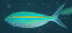 Caesio caerulaurea