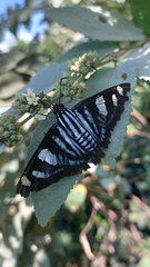 Jemadia menechmus