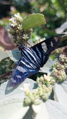 Jemadia menechmus