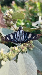 Jemadia menechmus
