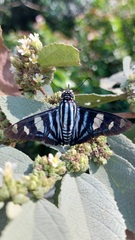 Jemadia menechmus