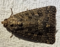 Hypoperigea tonsa