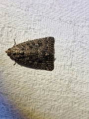 Hypoperigea tonsa