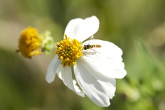 Sphaerophoria macrogaster