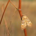 Fisher's Estuarine Moth - Photo (c) Baranyi Tamás, some rights reserved (CC BY-NC-ND), uploaded by Baranyi Tamás