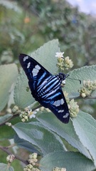 Jemadia menechmus