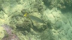 Lutjanus carponotatus