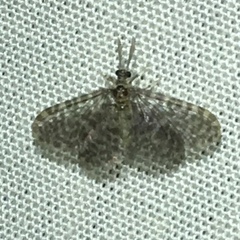 Nallachius americanus