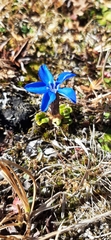Gentiana brachyphylla