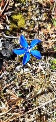 Gentiana brachyphylla