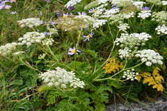 Kitagawia litoralis