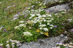 Kitagawia litoralis