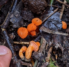 Cantharellus concinnus