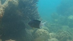 Acanthochromis polyacanthus