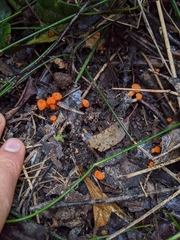 Cantharellus concinnus