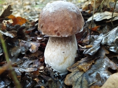 Boletus edulis