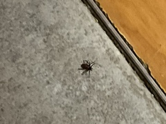 Ixodidae