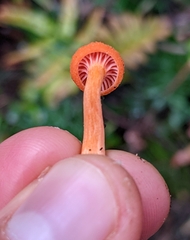 Cantharellus concinnus