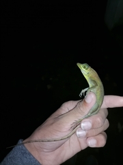 Anolis richardii