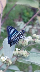 Jemadia menechmus