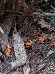 Cantharellus concinnus