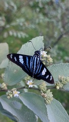 Jemadia menechmus