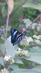 Jemadia menechmus