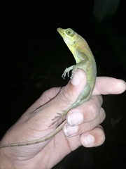 Anolis richardii