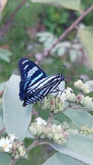 Jemadia menechmus