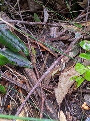 Cantharellus concinnus