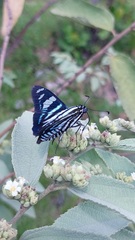 Jemadia menechmus