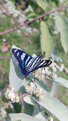 Jemadia menechmus