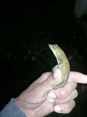 Anolis richardii