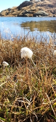 Eriophorum scheuchzeri