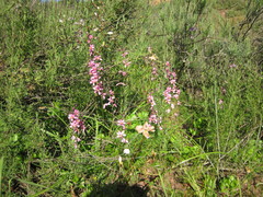 Ixia scillaris scillaris