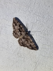 Hypomecis externaria