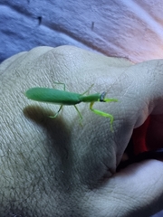 Orthodera ministralis