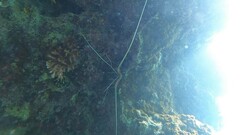 Panulirus versicolor