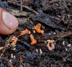Cantharellus concinnus