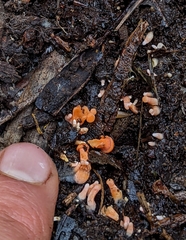 Cantharellus concinnus