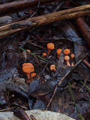Cantharellus concinnus